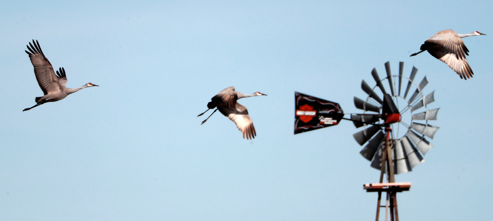 032419_SandhillCranes001_bjs.JPG